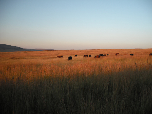 Isandlwana map 4